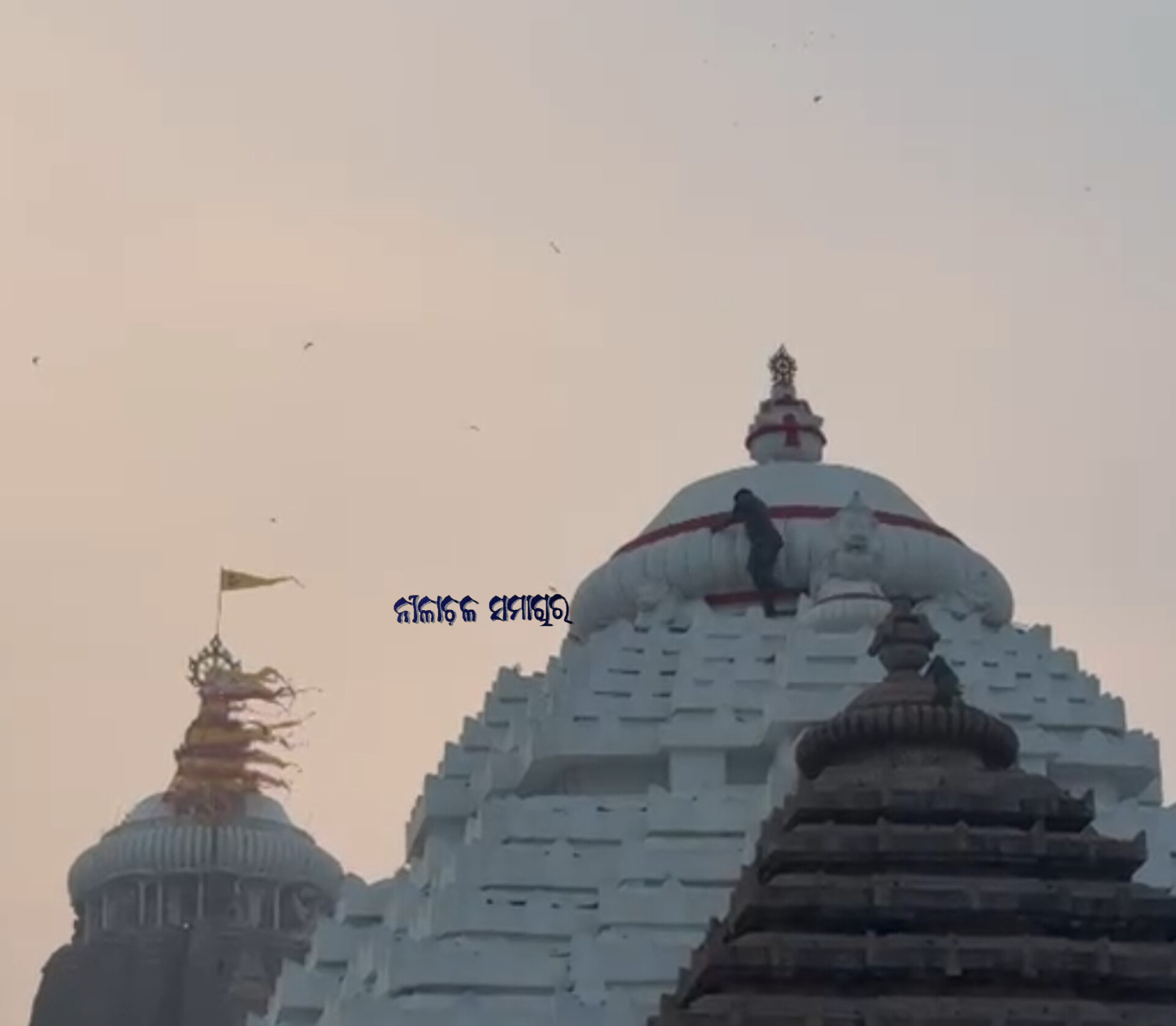 ଶ୍ରୀମନ୍ଦିର ଗୁମୁଟ ଉପରେ ଚଢିଗଲେ ଜଣେ ଭକ୍ତ, କୁମ୍ଭକର୍ଣ୍ଣ ନିଦ୍ରା ରେ ରହିଛି ଶ୍ରୀମନ୍ଦିର ଓ ପୋଲିସ ପ୍ରଶାସନ 